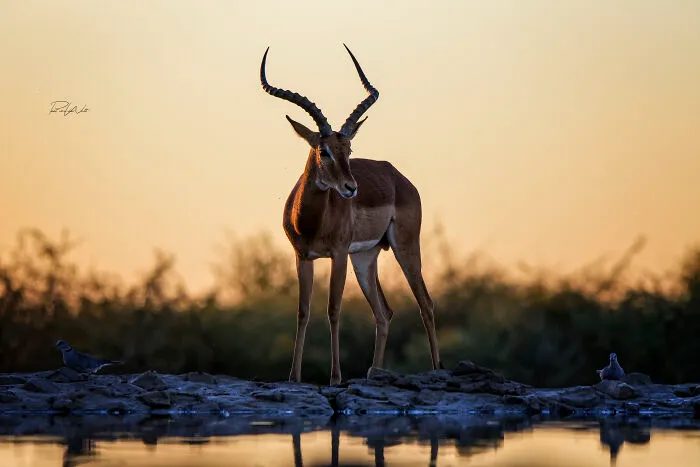 I Am A Photographer Passionate About Wildlife, Nature, And Conservation: Here Are My Best 45 Photos