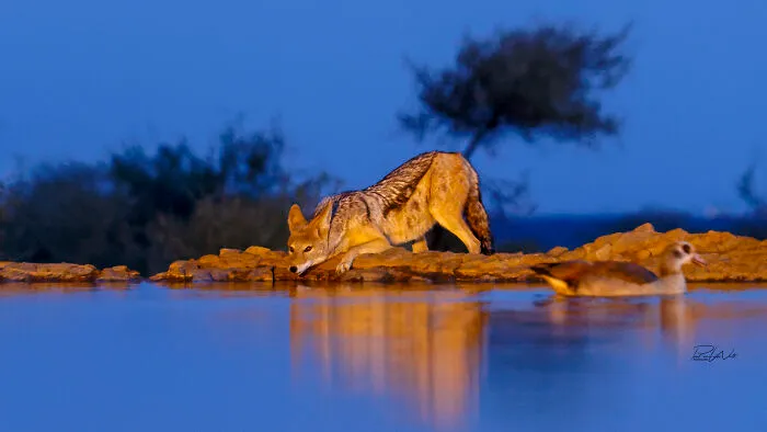 I Am A Photographer Passionate About Wildlife, Nature, And Conservation: Here Are My Best 45 Photos