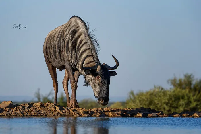 I Am A Photographer Passionate About Wildlife, Nature, And Conservation: Here Are My Best 45 Photos