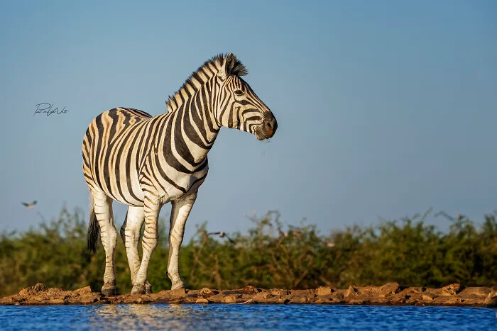 I Am A Photographer Passionate About Wildlife, Nature, And Conservation: Here Are My Best 45 Photos