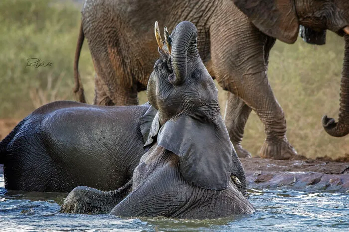I Am A Photographer Passionate About Wildlife, Nature, And Conservation: Here Are My Best 45 Photos
