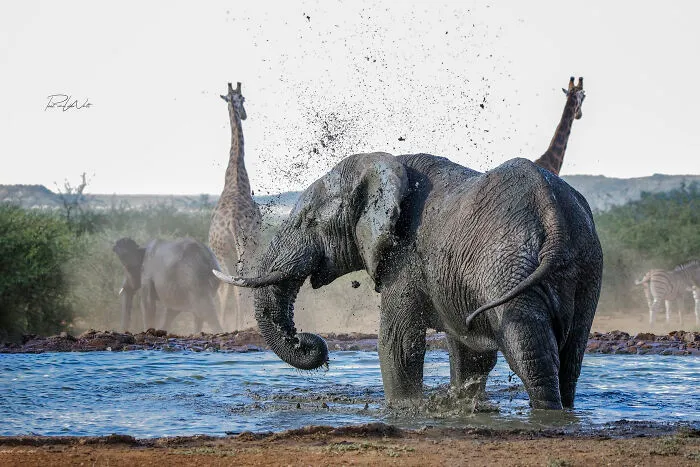 I Am A Photographer Passionate About Wildlife, Nature, And Conservation: Here Are My Best 45 Photos