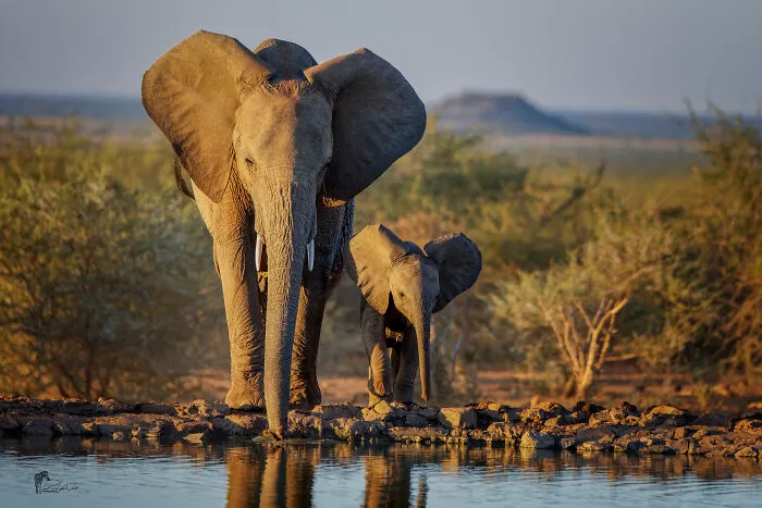 I Am A Photographer Passionate About Wildlife, Nature, And Conservation: Here Are My Best 45 Photos