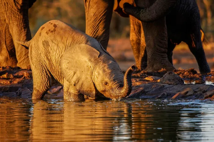 I Am A Photographer Passionate About Wildlife, Nature, And Conservation: Here Are My Best 45 Photos