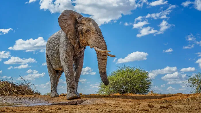 I Am A Photographer Passionate About Wildlife, Nature, And Conservation: Here Are My Best 45 Photos