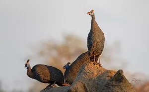 I Am A Photographer Passionate About Wildlife, Nature, And Conservation: Here Are My Best 45 Photos