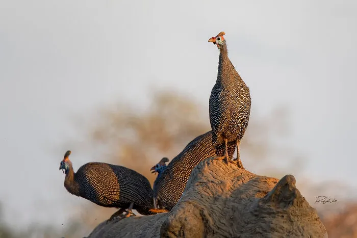 I Am A Photographer Passionate About Wildlife, Nature, And Conservation: Here Are My Best 45 Photos