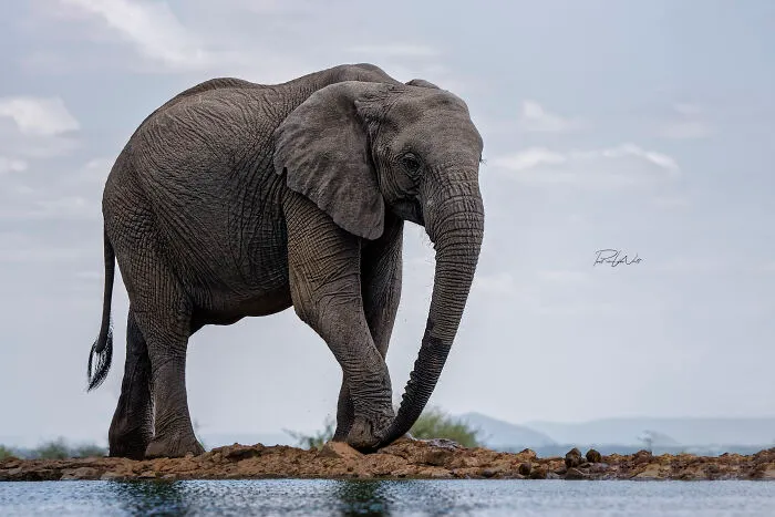I Am A Photographer Passionate About Wildlife, Nature, And Conservation: Here Are My Best 45 Photos