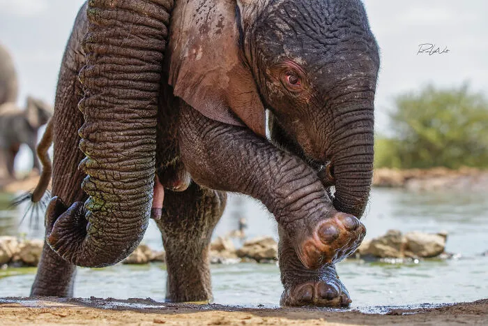 I Am A Photographer Passionate About Wildlife, Nature, And Conservation: Here Are My Best 45 Photos