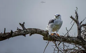 I Am A Photographer Passionate About Wildlife, Nature, And Conservation: Here Are My Best 45 Photos