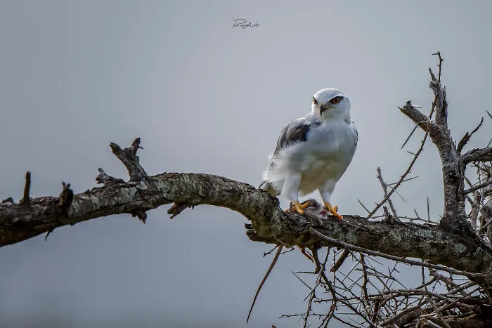 I Am A Photographer Passionate About Wildlife, Nature, And Conservation: Here Are My Best 45 Photos