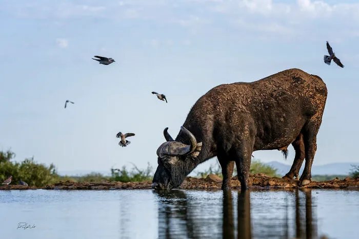 I Am A Photographer Passionate About Wildlife, Nature, And Conservation: Here Are My Best 45 Photos
