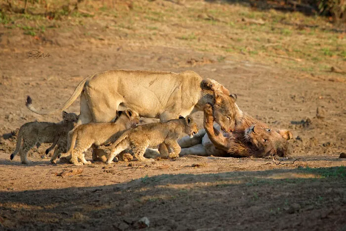I Am A Photographer Passionate About Wildlife, Nature, And Conservation: Here Are My Best 45 Photos