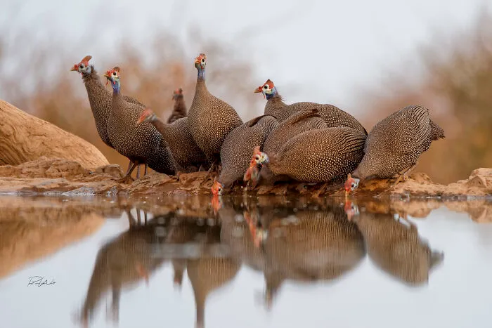 I Am A Photographer Passionate About Wildlife, Nature, And Conservation: Here Are My Best 45 Photos