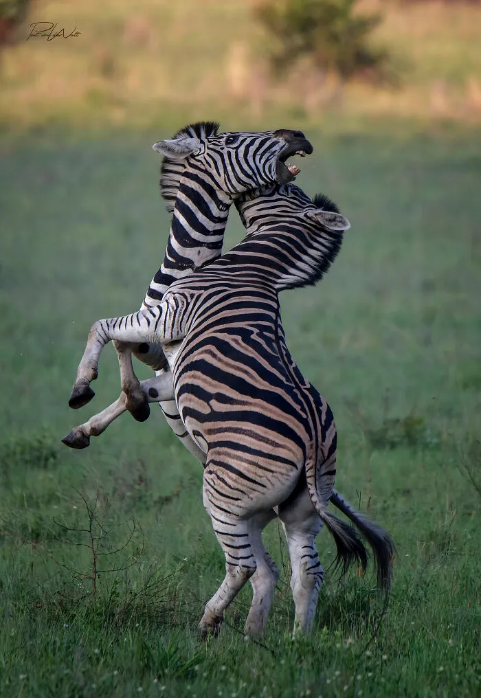 I Am A Photographer Passionate About Wildlife, Nature, And Conservation: Here Are My Best 45 Photos