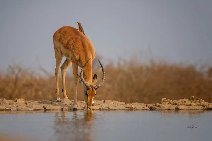 I Am A Photographer Passionate About Wildlife, Nature, And Conservation: Here Are My Best 45 Photos