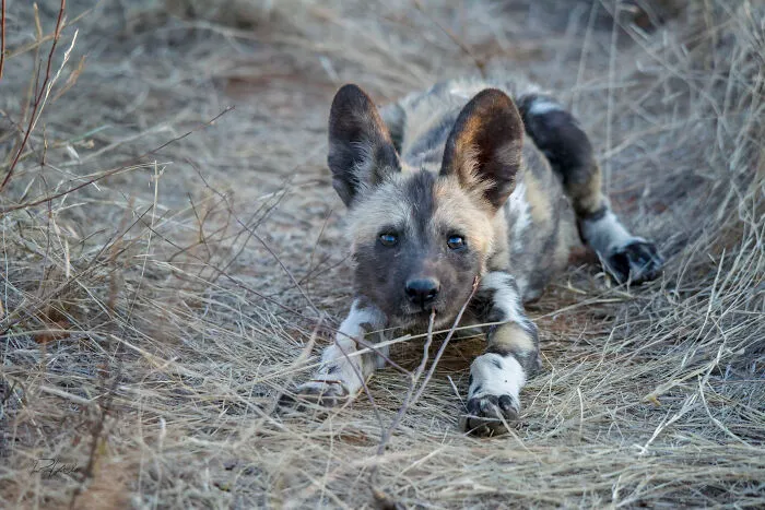 I Am A Photographer Passionate About Wildlife, Nature, And Conservation: Here Are My Best 45 Photos