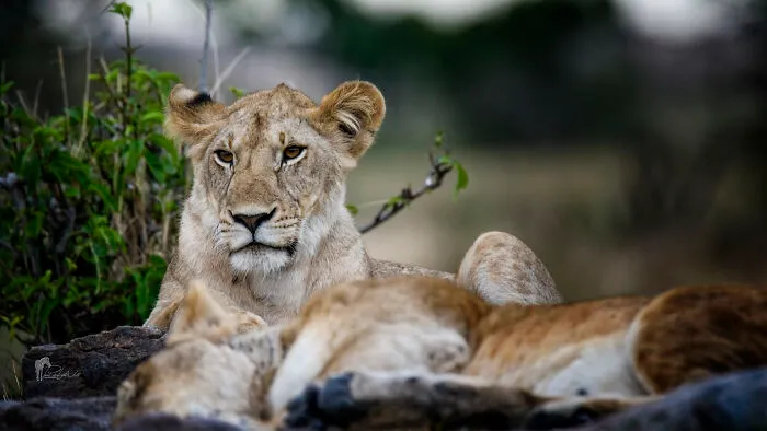 I Am A Photographer Passionate About Wildlife, Nature, And Conservation: Here Are My Best 45 Photos