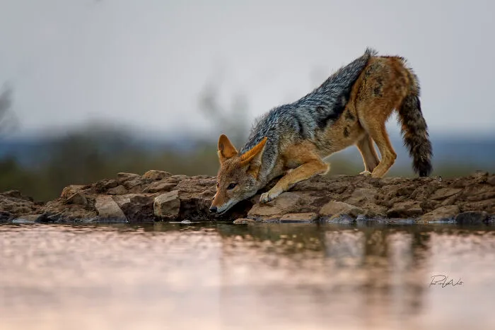 I Am A Photographer Passionate About Wildlife, Nature, And Conservation: Here Are My Best 45 Photos