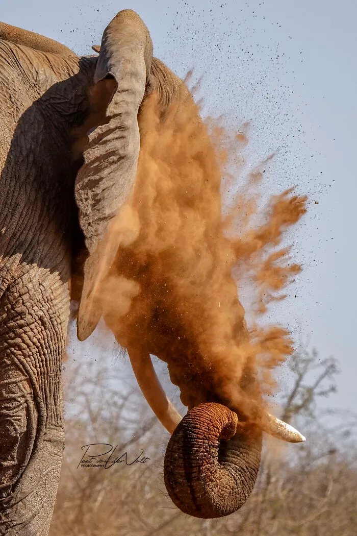 I Am A Photographer Passionate About Wildlife, Nature, And Conservation: Here Are My Best 45 Photos