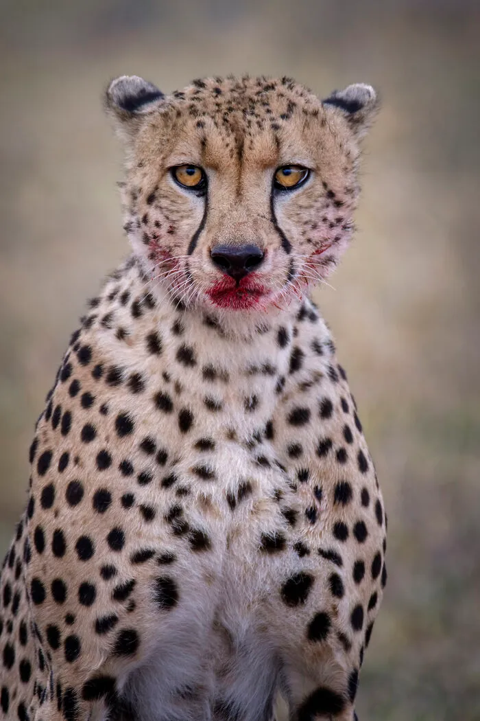 I Am A Photographer Passionate About Wildlife, Nature, And Conservation: Here Are My Best 45 Photos