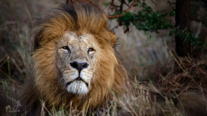 I Am A Photographer Passionate About Wildlife, Nature, And Conservation: Here Are My Best 45 Photos