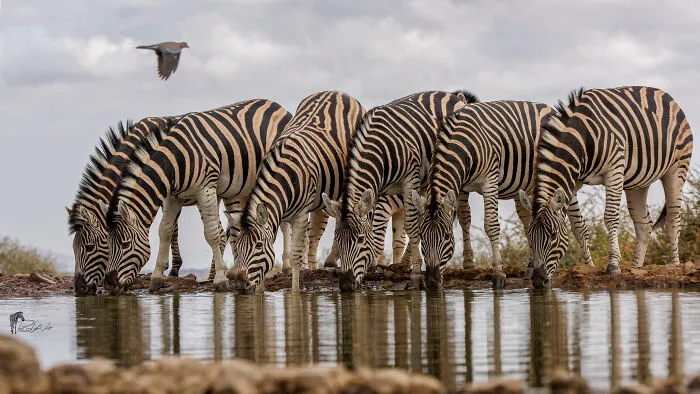 I Am A Photographer Passionate About Wildlife, Nature, And Conservation: Here Are My Best 45 Photos