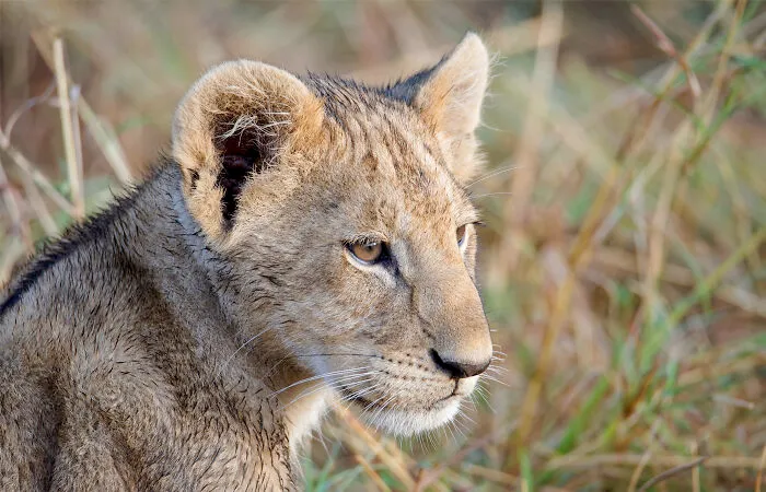 I Am A Photographer Passionate About Wildlife, Nature, And Conservation: Here Are My Best 45 Photos