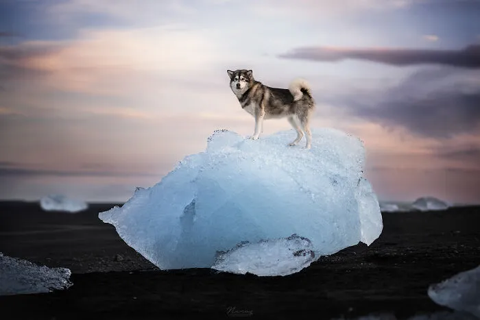 Ice Queen