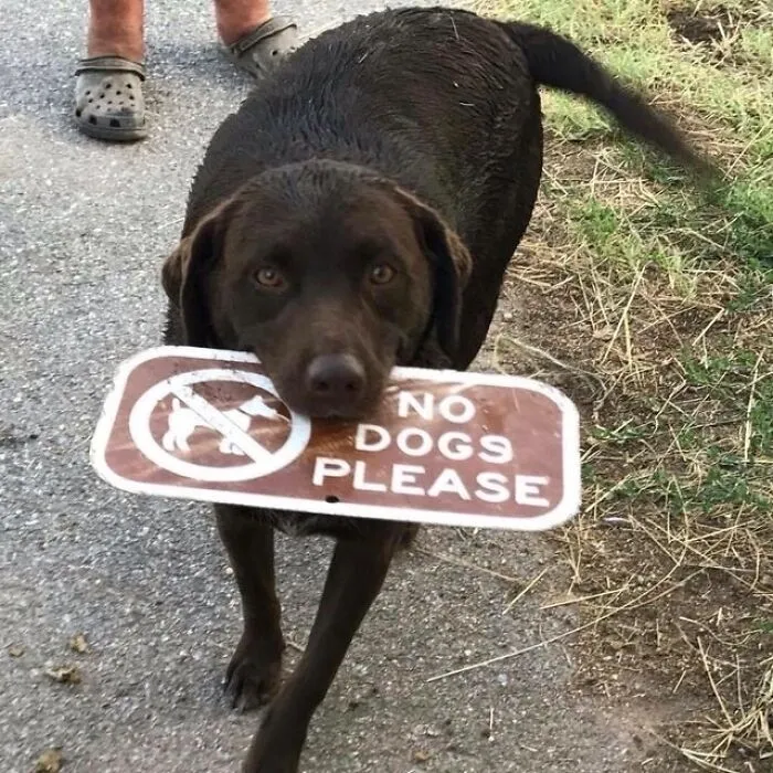 This IG Page Is A Treasure Trove Of ‘Blursed’ Imagery, And Here Are 50 Of The Most Confusing