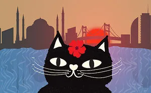 Stray Cat In Istanbul