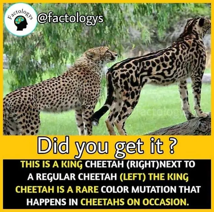 31 Interesting Facts That Might Surprise You, As Shared On 'Factologys'