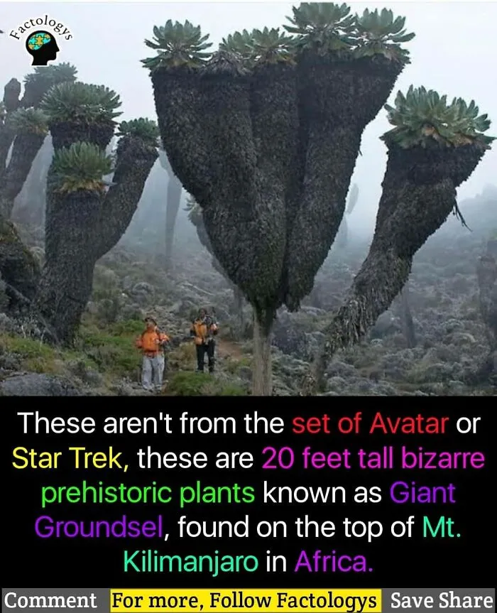 31 Interesting Facts That Might Surprise You, As Shared On 'Factologys'