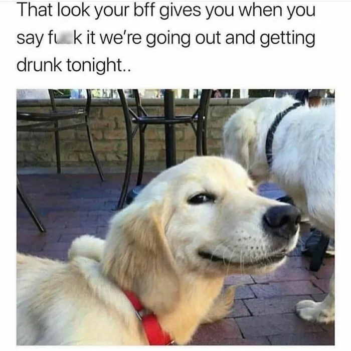 Golden retriever with a mischievous grin, embodying a relatable friendship meme moment.