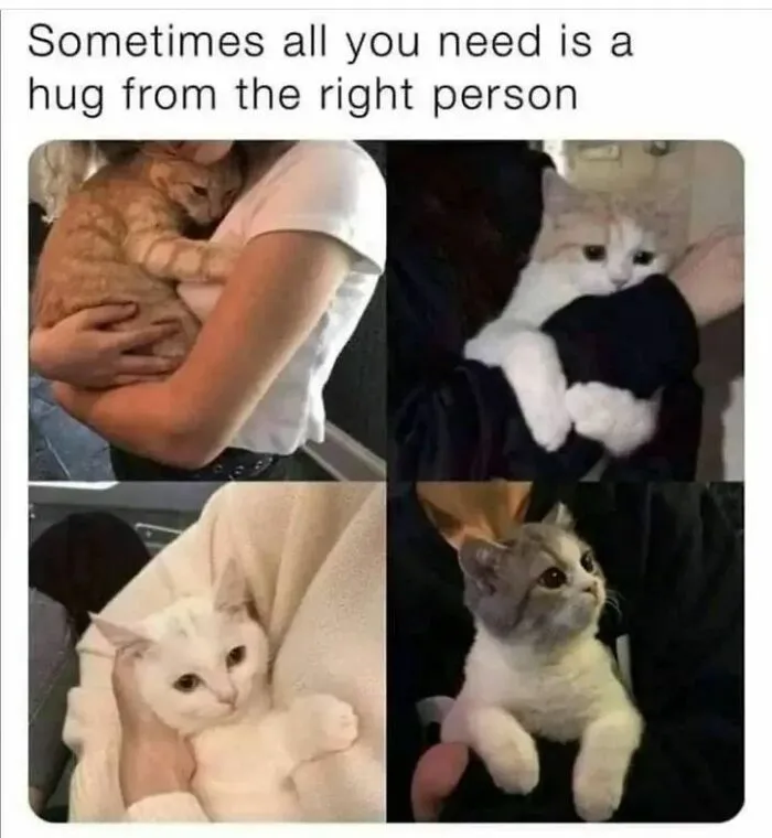 Four adorable cats snugly hugged by their owners, showcasing hilarious cat memes.