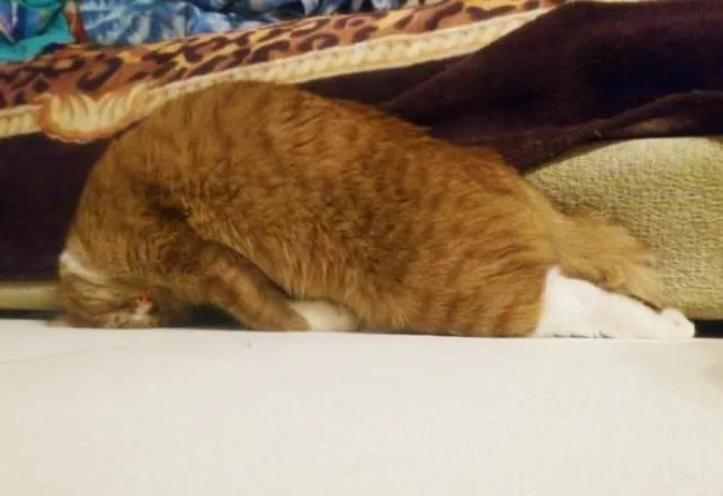 10+ Cats Who Have Mastered The Art Of The Cat Nap