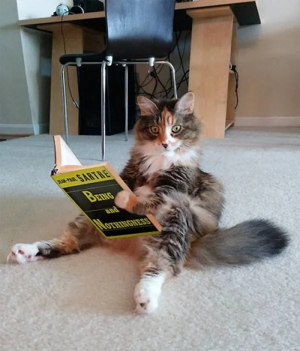 10+ Cats Caught Doing The Strangest Things