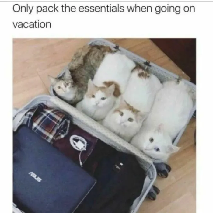 Four cats snuggled in a suitcase next to vacation essentials, capturing a hilarious cat meme vibe.