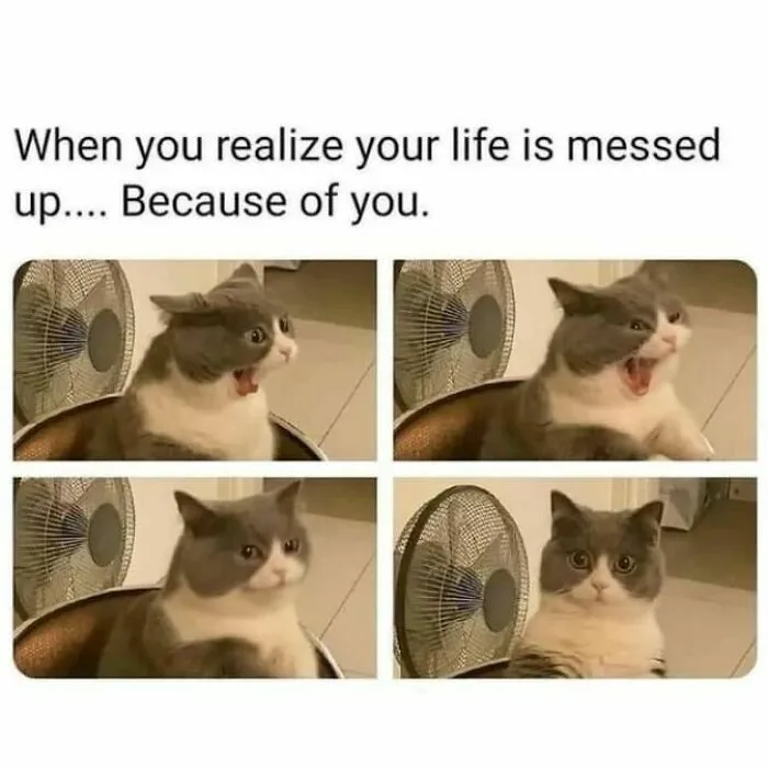 Funny cat meme expressing shock and realization, featuring a gray and white cat sitting by a fan.