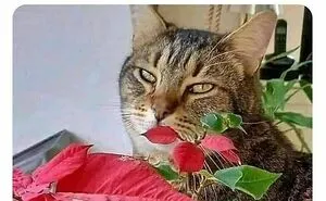 50 Hilarious Cat Memes From Happycat318 Instagram Account We’re Obsessed With