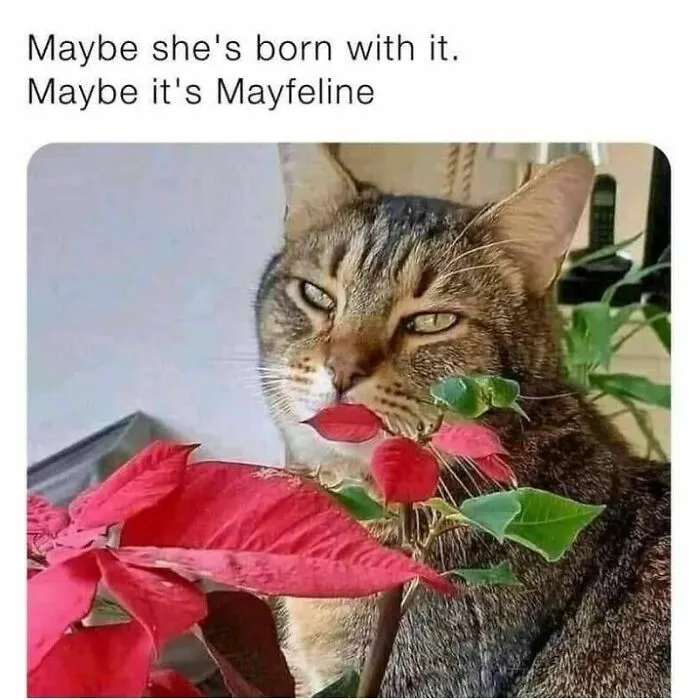 Funny-Adorable-Cat-Memes-Happycat318