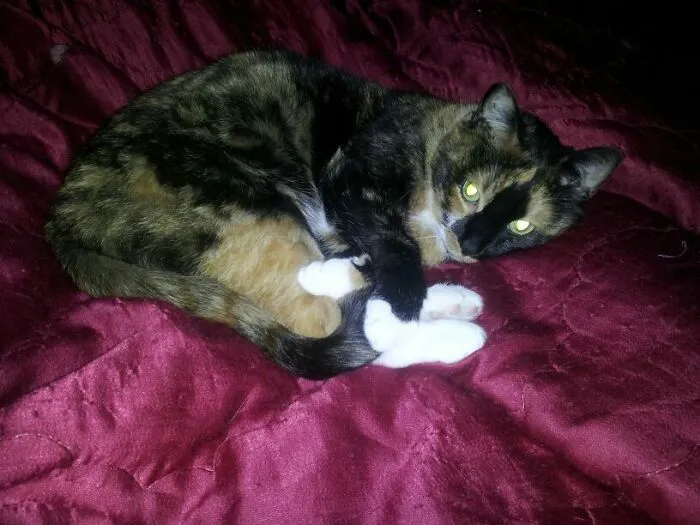 Cleo