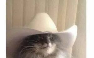 50 Hilarious Cat Memes From Happycat318 Instagram Account We’re Obsessed With