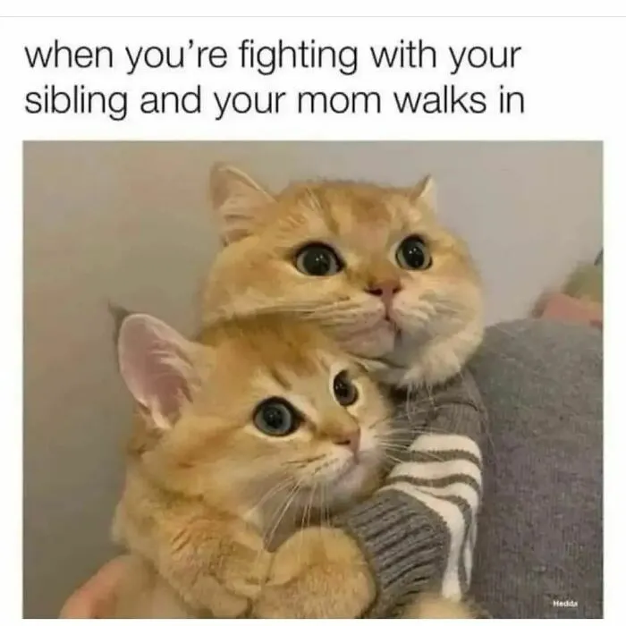 Two cats with wide eyes in a humorous meme, capturing a funny moment from Happycat318's Instagram.
