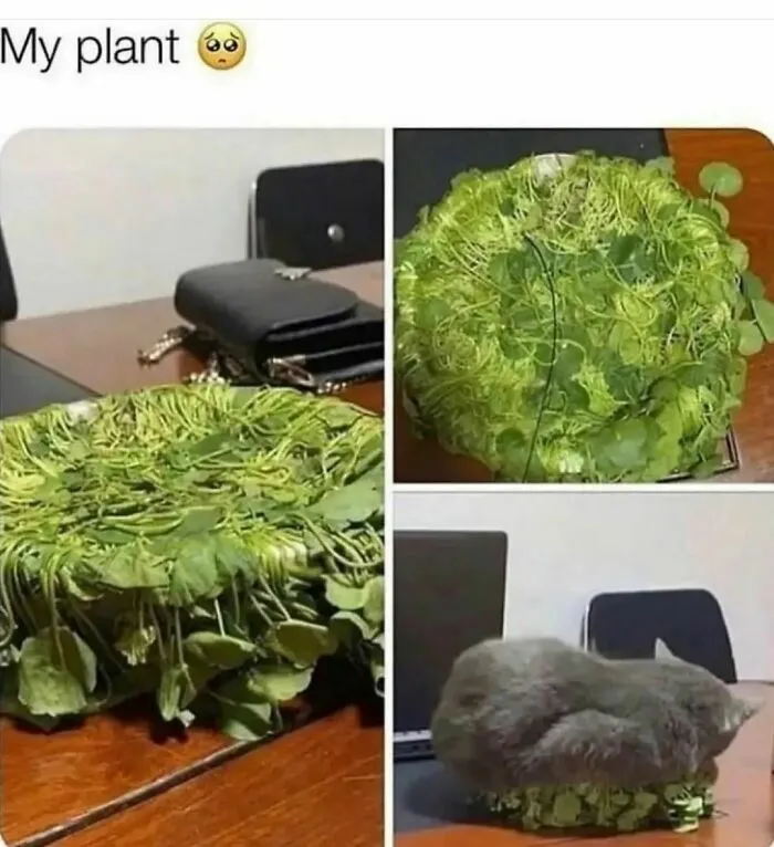 Cat sitting on a round plant, creating a humorous scene. Perfect for cat memes and laughs from Happycat318's Instagram.