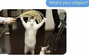 50 Hilarious Cat Memes From Happycat318 Instagram Account We’re Obsessed With