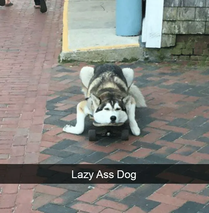 I Collected 18 Wholesome Dog Snaps That Might Make Your Day A Little Brighter
