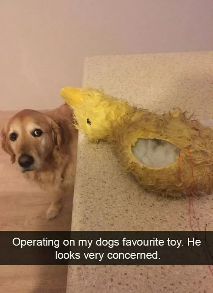 I Collected 18 Wholesome Dog Snaps That Might Make Your Day A Little Brighter