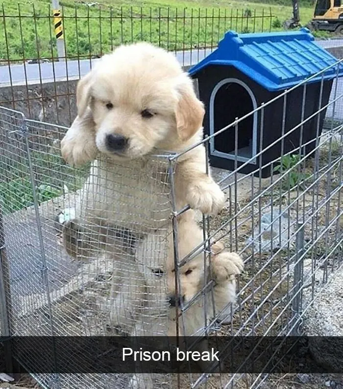 I Collected 18 Wholesome Dog Snaps That Might Make Your Day A Little Brighter