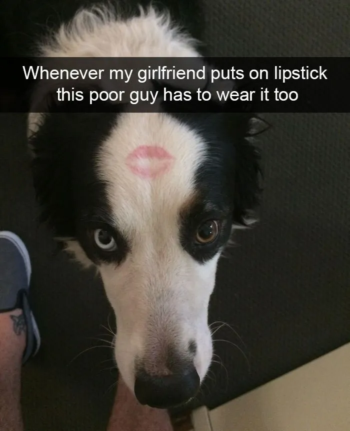 I Collected 18 Wholesome Dog Snaps That Might Make Your Day A Little Brighter